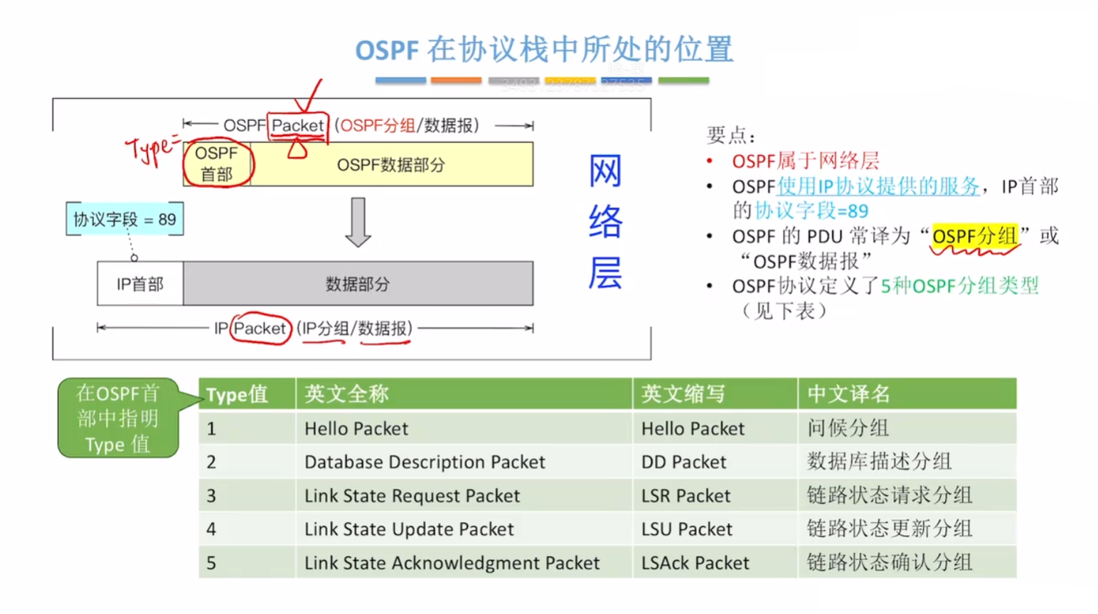 OSPF 协议位置